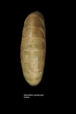 Stenochiton cymodocealis 6.8mm