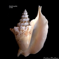 Strombus gallus 127mm