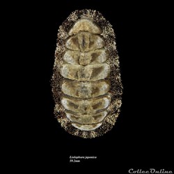 Liolophura japonica 59.2mm