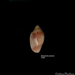 Marginella aurantia 22mm