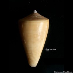 Conus quercinus 44mm