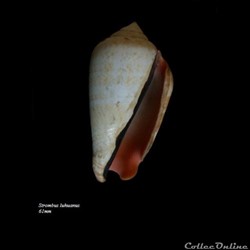 Strombus luhuanus 61mm
