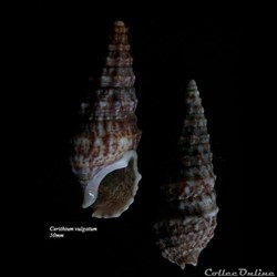 Cerithium vulgatum 50mm