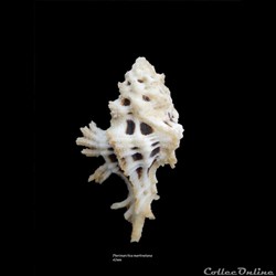 Pterimarchia martinetana 42mm
