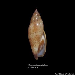 Terestrombus terebellatus 43.8mm WO