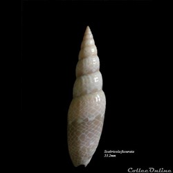 Scabricola fissurata 53.2mm
