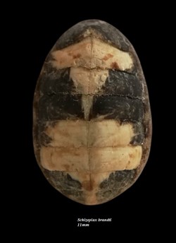 Schizoplax brandtii 11mm