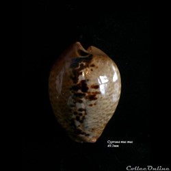 Cypraea mus mus 49.5