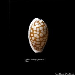 Cypraea esontropia francescoi 19mm