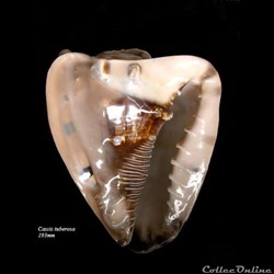 Cassis tuberosa 193mm