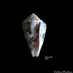 Conus catus 41mm