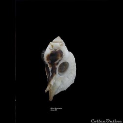 Jaton decussatus 42mm WO