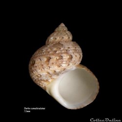Turbo canaliculatus 71mm
