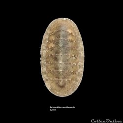 Ischnochiton sansibarenis 12mm