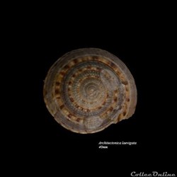 Architectonica laevigata 40mm