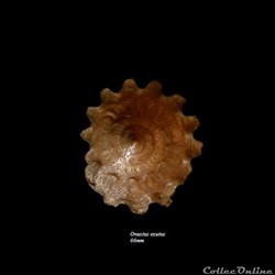 Onustus exutus 66mm