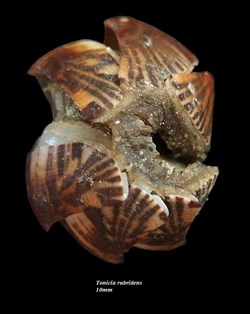 Tonicia rubridens 10mm