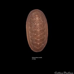 Ischnochiton textilis 44.5mm