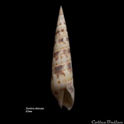 Terebra chlorata 65mm