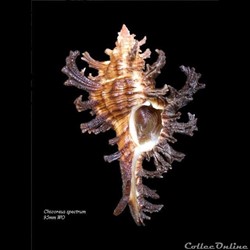 Chicoreus spectrum 95mm WO