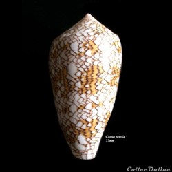 Conus textile 77mm