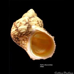 Turbo chrysostomus 44mm