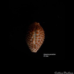 Jennaria pustulata 29.5mm