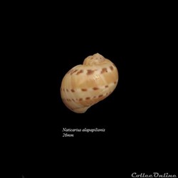 Naticarius alapapilionis 26mm