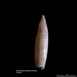 Terebellum terebellum lineatum 50.5mm