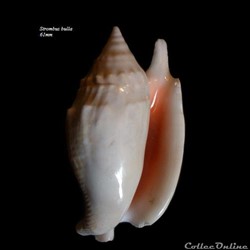Strombus bulla 61mm