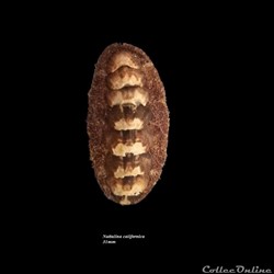 Nuttallina californica 31mm