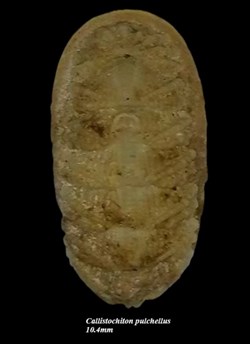 Callistochiton pulchellus 10.4mm