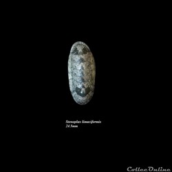 Stenoplax limaciformis 24.5mm