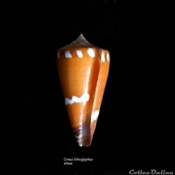 Conus lithoglyphus 46mm