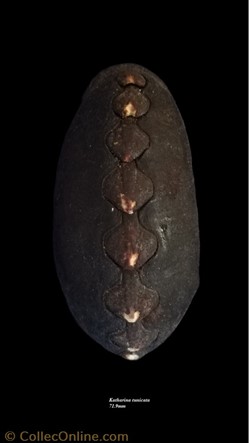 Katarina tunicata 71.9mm