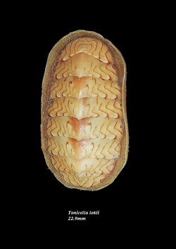 Tonicella lokii 22.9mm