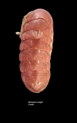 Stenoplax boogii 11mm