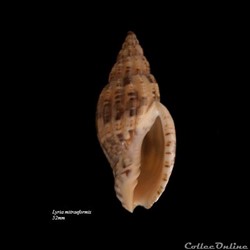 Lyria mitraeformis 42mm