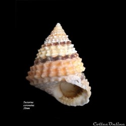 Tectarius coronatus 28mm