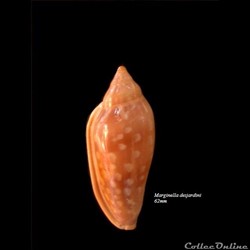 Marginella desjardini 62mm