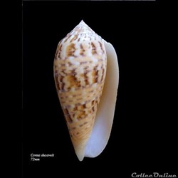 Conus dusaveli 72mm