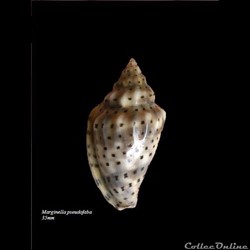 Marginella pseudofabia 35mm