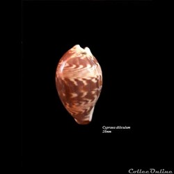 Cypraea diliculum 28mm