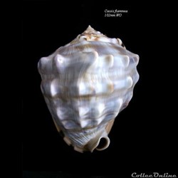 Cassis flammea 102mm WO