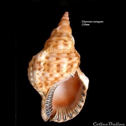 Charonia variegata 250mm