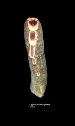 Cryptoplax larvaeformis 56mm
