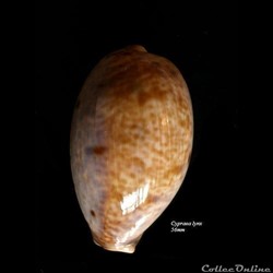 Cypraea lynx 56mm