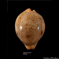 Cypraea porteri 48.5mm