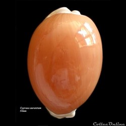 Cypraea aurantium 94mm