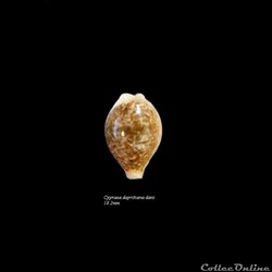 Cypraea dayritiana dani 18.2mm